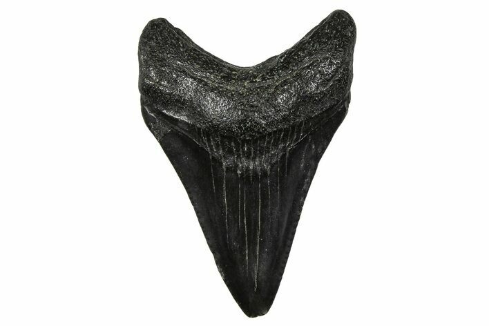 Serrated, Juvenile Megalodon Tooth - South Carolina #375899